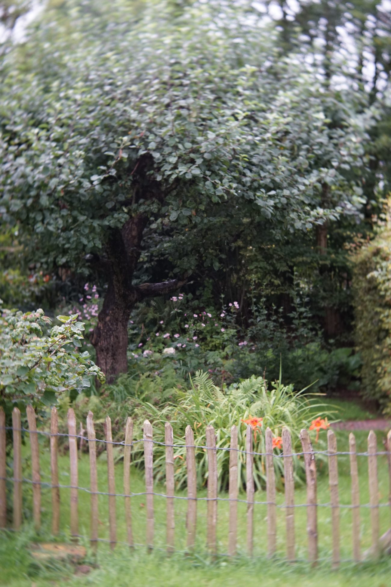 Een natuurlijke tuin met fruitboom, houten hekje en bloeiende planten