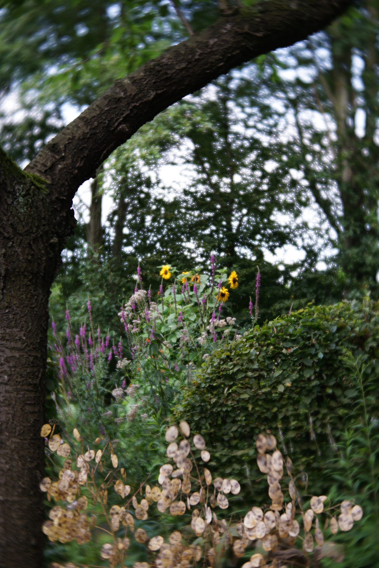 Een weelderige natuurlijke tuin met een oude boom en bloeiende borders